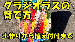 グラジオラスの育て方　How to grow gladiolus