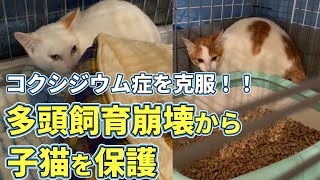 多頭飼育崩壊から保護された子猫を引き受けました：７８１