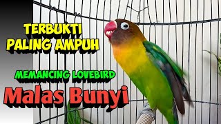 Download Mp3 Suara Burung Lovebird Ngekek Panjang Fighter, TERBUKTI Paling AMPUH MEMANCING LOVEBIRD MALAS BUNYI