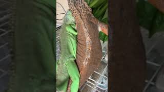 イグアナ食事風景/#shorts #iguana #reptile #レッドイグアナ #グリーンイグアナ