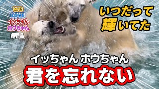 【イッちゃんホウちゃん】ホウちゃん一歳半。イッちゃんと一番激しく暴れまくっていた貴重な動画です。アーカイブ・リメイク版ですが、しろくまファンの方なら楽しんでいただけると思います。