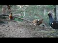 capercaillie mating tiurparing tiurparring