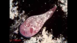 Pink Ciliate with Rotifer inside it