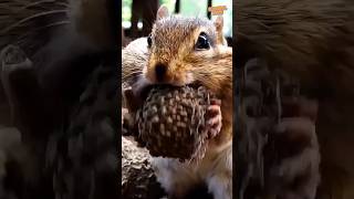 Adorable greedy chipmunk #squirrel #animals