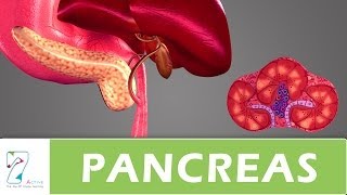 PANCREAS PANCREAS