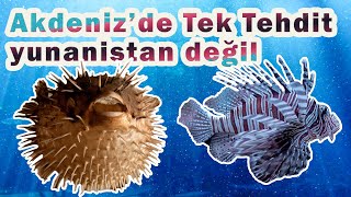 Akdeniz'de Gerçek Tehlike/İstilacı Balık Türleri Aslan Balığı ve Balon Balığı