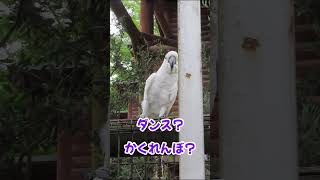 オウムのかくれんぼダンス　タイハクオウムです　#shorts　Umbrella cockatoo