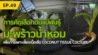 การคัดเลือกต้นแม่พันธุ์มะพร้าวน้ำหอม เพื่อการเพาะเลี้ยงเนื้อเยื่อ NC coconut Farm EP.49