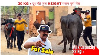 ख़रीदे आम पशुपालक की फुल हाइट वजन मुर्रा भैस , Milk Capacity 22 Kg + || Bibipur Jind