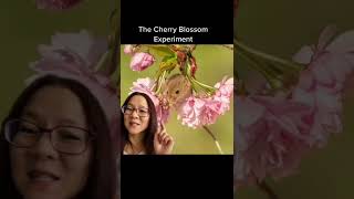 The Cherry Blossom Mice Experiment | Generational Trauma