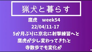 「猟犬と暮らす」week54