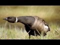 Brent Goose ~ Bird Song ~ bird call