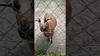 goat #ytshort #yt #beautiful #viral #reels #animals #goat #goats #8k #4k #funny #funnyvideo