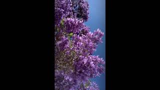 JACARANDA PURPLE TREES