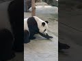 圓圓不小心推掉了餅乾 看起來有點尷尬 想趕快結束這回合😅 cute 可愛 animals panda 動物 貓熊 zoo 熊貓 yuanyuan 圓圓