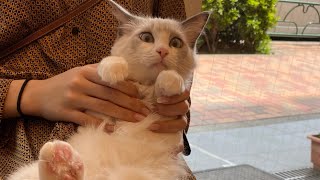 【お腹がゆるい】子猫の下痢が続くので動物病院で検査してもらいました。【シアン】