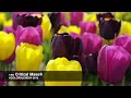 critical mass® tulip blend bulbs in bloom