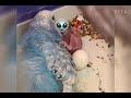 【元気に動くインコ雛】セキセイインコ ヒナ孵化5日目その1★hatched day5 no.1 実況　 セキセイインコ