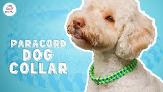 Paracord Dog Collar | DIY Dog Collar Pattern