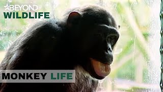 S3E16 | A Spreading Infection Struck Another Chimp | Monkey Life | Beyond Wildlife