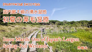 東海のミニ尾瀬、初夏の葦毛湿原（豊橋市）（4K） - Imou Marsh: A Vast Oasis Among Japan's Natural Wonders -