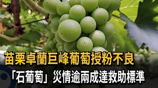 苗栗卓蘭巨峰葡萄授粉不良　「石葡萄」災情逾兩成達救助標準－民視新聞