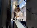 お猫さま、バテるしもべに無言の圧｜cat puts silent pressure on me shorts