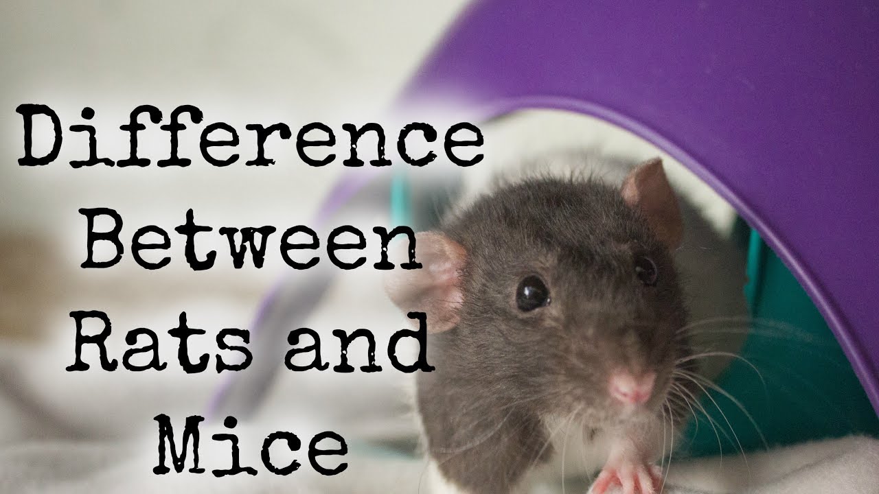 What's The Difference Between Rats And Mice? - YouTube