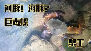 At night  there are thousands of sea creatures diving  the crab king with thick arms can be harvest