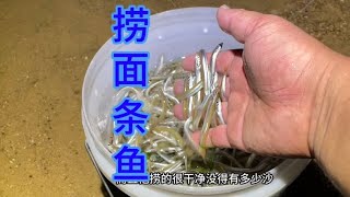 日照海邊麵條魚泛濫，用個蚊帳一下都能撈七八斤#趕海 #海邊生活