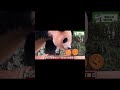 福宝简直就是人间小天使 国宝 panda 熊猫 animals 大熊猫 福宝