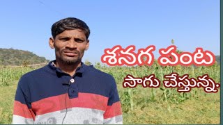 శనగ పంట సాగు // Sanaga saagu // Chick Pea Cultivation || Mana Rythu