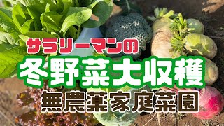 【家庭菜園】#43 冬野菜大収穫 サラリーマンが作る無農薬キャベツは大成功