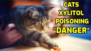 Is Xylitol Toxic To Cats? (IMPORTANT MESSAGE!)