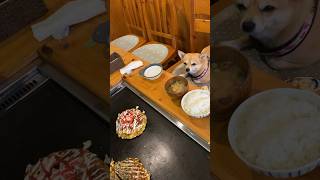 お好み焼き屋さんに行く関西犬シバチワ　#shorts