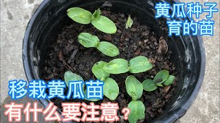 黄瓜，种子育苗成功，移栽黄瓜苗，有什么要注意的？（Growing cucumbers! Transplanting cucumber seedlings)