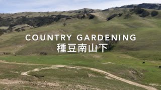 Our Country Living - #6, 種豆南山下 Bountiful Harvest