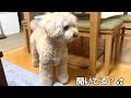 都合が悪いと人の話を聞こうとしない大きいトイプードル【デカプー】【トイプードルのロアくん】【toy poodle】