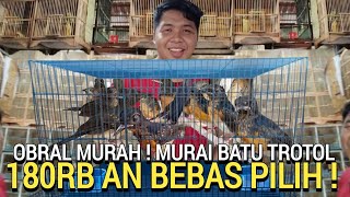 LAGI EDAN ! PULUHAN MURAI BATU TROTOLAN DI OBRAL 180RB AN DI PASAR BURUNG PRAMUKA HARI INI