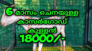 15 -feb-2021||6 മാസം ചെനയുള്ള  കാസർഗോഡ് കുള്ളന് 18000/- ||പലതരം ആടുകൾ മലബാറി ,ബീറ്റൽ,||താറാവുകൾ