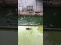 [LifeInVN] #1 Duck Swimming