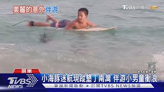 超可愛!小海豚迷航現蹤墾丁南灣 伴游小男童衝浪｜TVBS新聞 @TVBSNEWS02