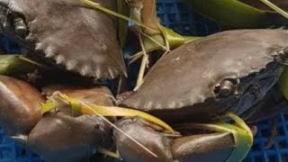 catch mud crabs using  bintol