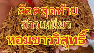 ล็อตสุดท้ายแล้ว  ข้าวเหนียว..หอมขาววิสุทธิ์  🌾🌾 สนใจพันธุ์ข้าว 0899428684  0650495999