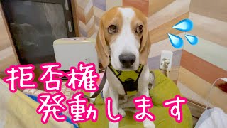 夜散歩はやっぱり気が進まないビーグル犬さつき氏です Satsuki the  Beagle