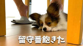 退屈な留守番のせいで夜に興奮しすぎちゃった子犬。もなか日記　monaka _diary　#Paipllon #パピヨン