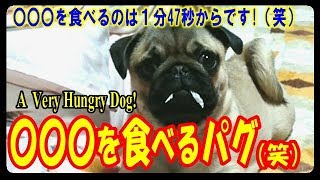 《超ブサかわパグ動画》 うちのパグ　笑いごとじゃないぞ！ 〇〇〇を食べはじめた。『おまめ日記』