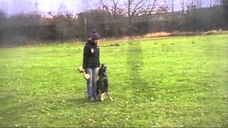 ORTY Vikar - 12/2012 - Obedience