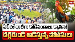 ఏపీలో భారీగా జూదం | AP సంక్రాబ్తి పండుగ | EHA TV