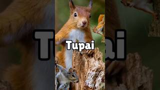 Tupai - Squirrel #tupai #animals #squirrel #faktaunik #edukasi